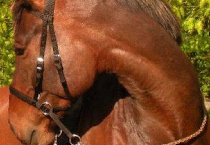 Nylon Headstall The Bitless Bridle By Dr Robert Cook