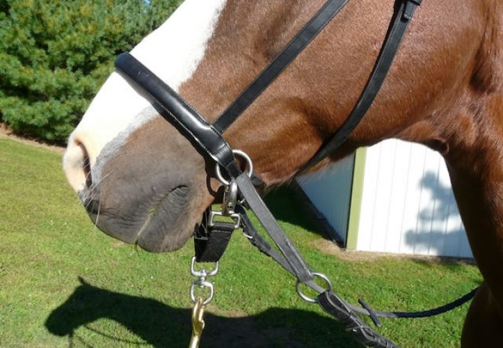 Lunging Strap