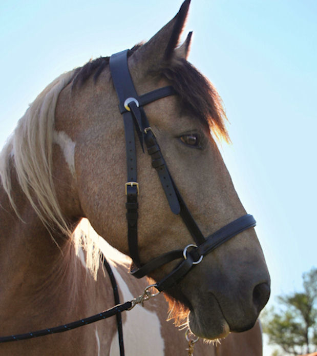 Draft Leather Headstall The Bitless Bridle By Dr Robert Cook