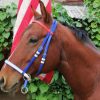 Example 2: Blue headstall with a red browband, white overlay and white keepers.