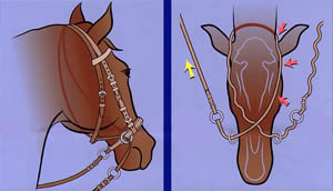 LIME COB/FULL Rope Halter With Reins,Bitless Bridle,Parelli  Horsemanship