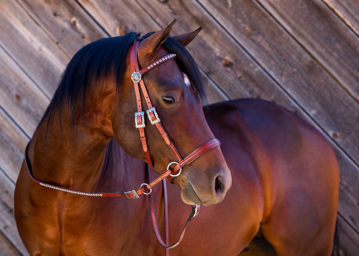 Flat English Leather Reins - The Bitless Bridle by Dr. Robert Cook