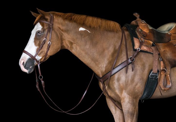 Western Bridles Archives The Bitless Bridle by Dr. Robert Cook